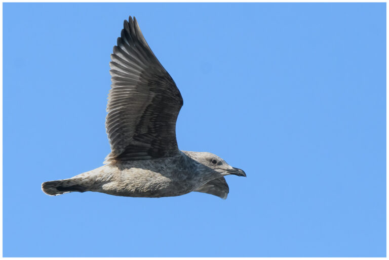 Larus argentatus