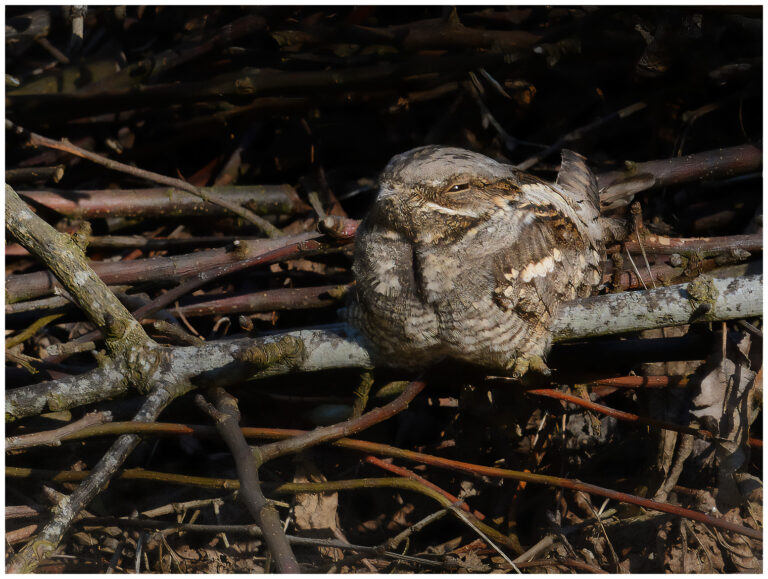 Nattskärra - European Nightjar nattskärra på dagkvist