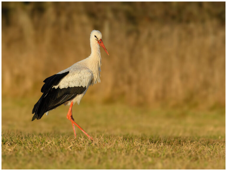 Vit Stork - White Stork Vit Stork - (White Stork)