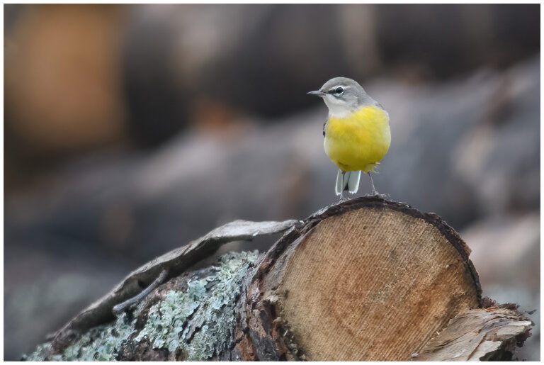 Några ärlor vid Odal