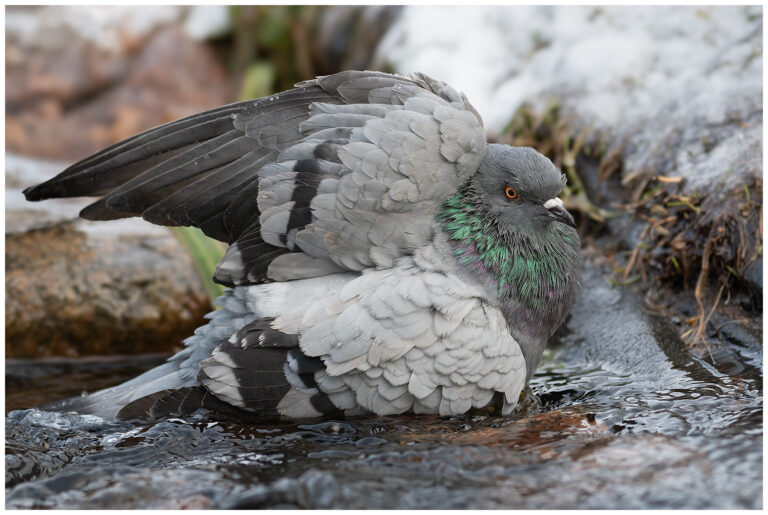Tamduva - Rock Dove tamduva badar