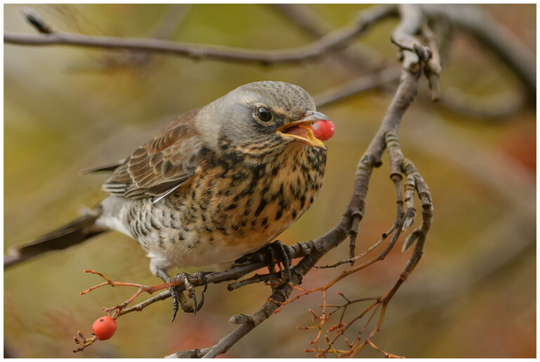 En promenad med kameran
