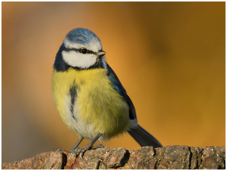 Kommunrally 2025 kommunrally 2025