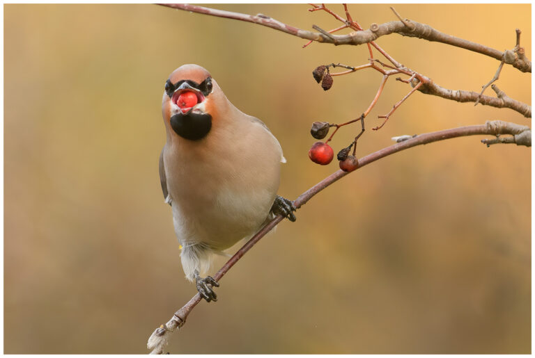 vacker fågel bland rönnbär