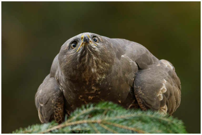 Gömsle utanför Mantorp Gömsle utanför Mantorp