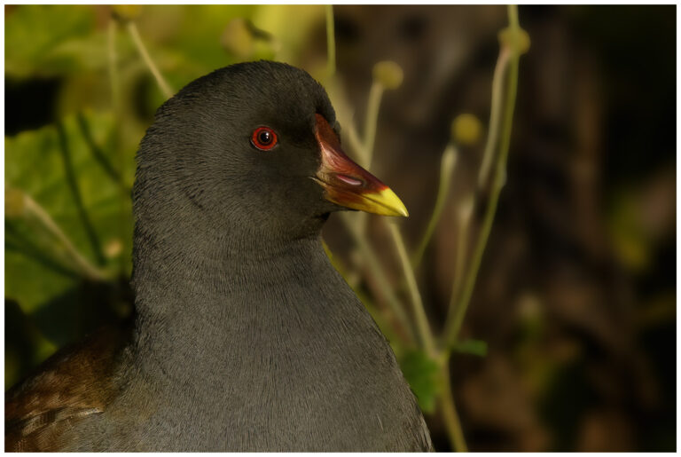 Rörhöna - Common Moorhen Gallinula chloropus