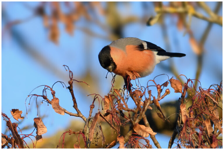 Domherre - Common Bullfinch Pyrrhula pyrrhula