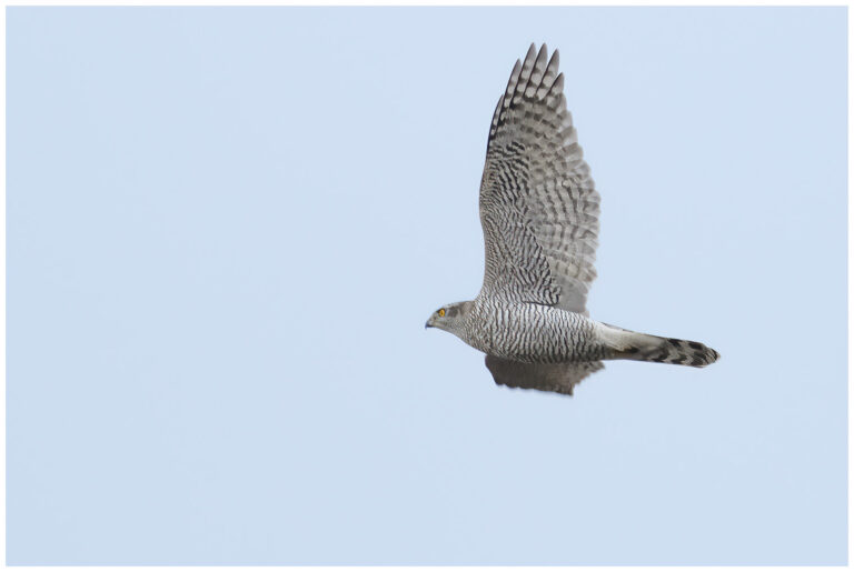 vacker fågel bland rönnbär