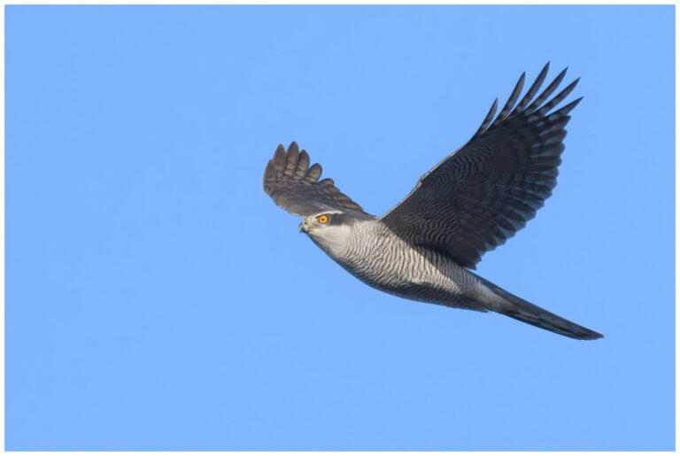 Duvhök - Northern Goshawk flying duvhök