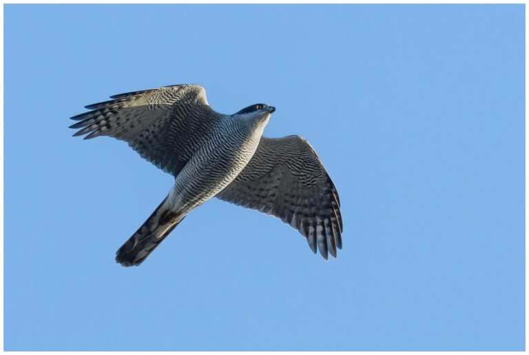 Duvhök - Northern Goshawk flygande adult duvhök