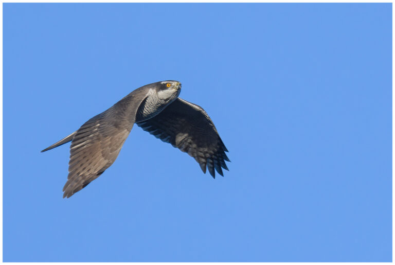 Duvhök - Northern Goshawk hane duvhök vuxen