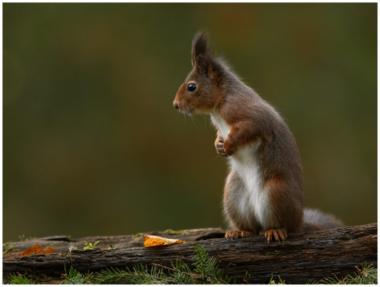 Gömsle utanför Mantorp Gömsle utanför Mantorp