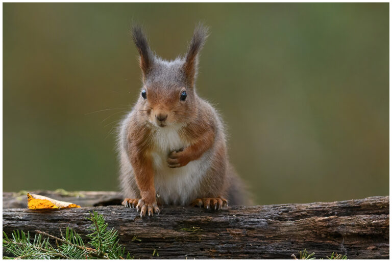 Fotodag i gömsle hos Fröstad Naturfoto