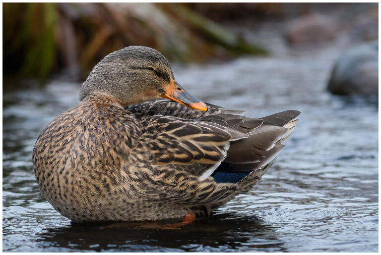 Gräsand - Mallard hona gräsand
