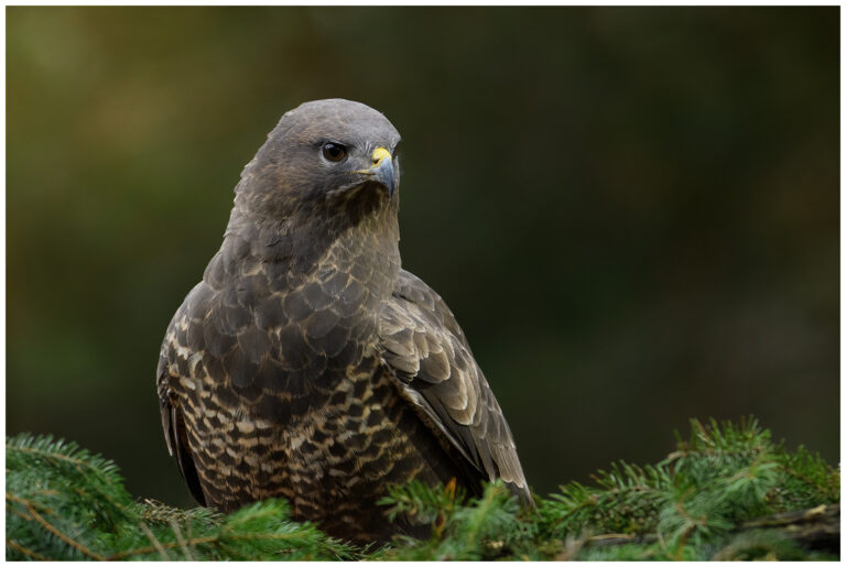 Gömsle utanför Mantorp ormvråk fotograferad vid ett gömsle