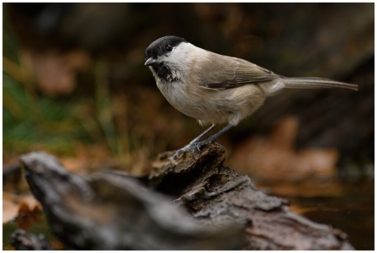 Entita - Marsh Tit Entita - Poecile palustris