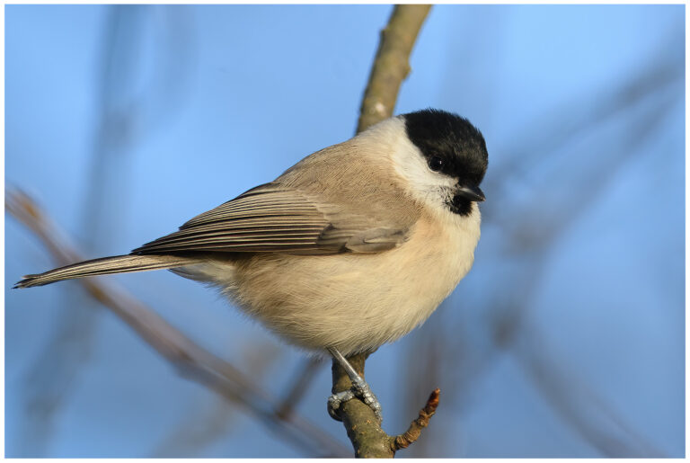 Kommunrally 2025 Entita