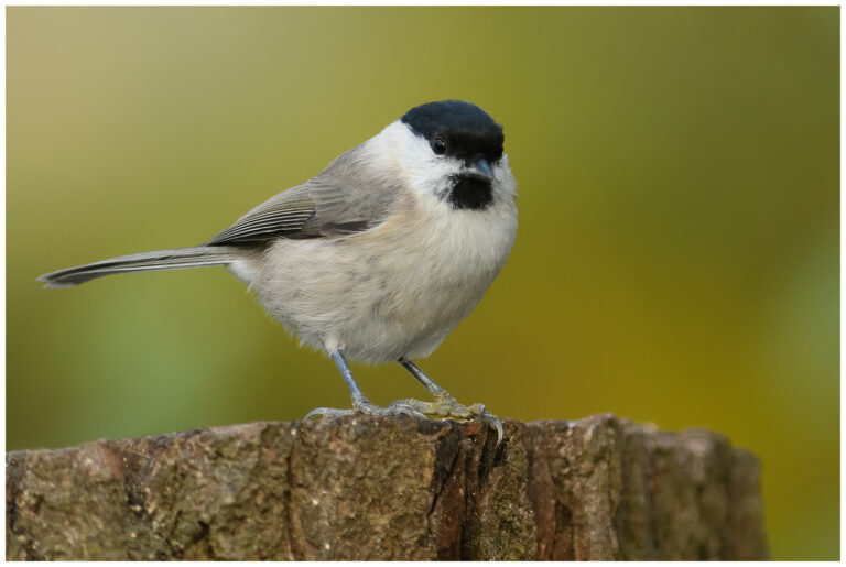 En promenad med kameran En promenad med kameran