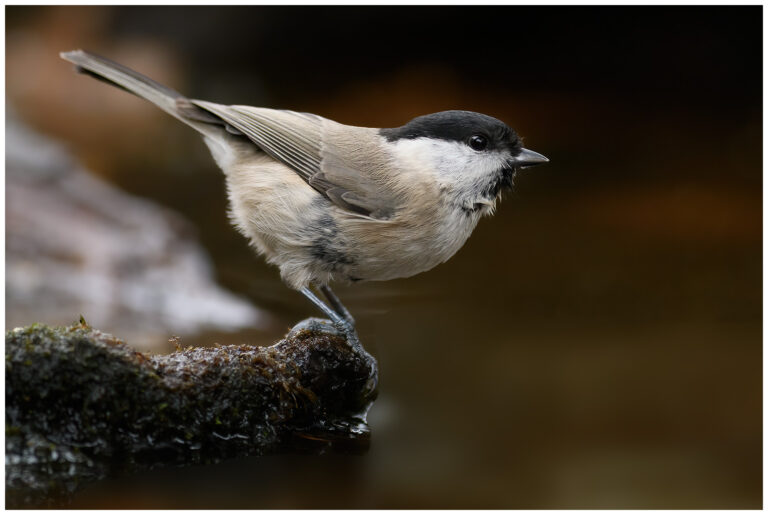 Fotodag i gömsle hos Fröstad Naturfoto Fotodag i gömsle hos Fröstad Naturfoto