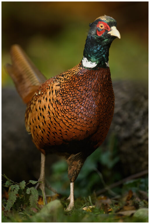 En promenad med kameran En promenad med kameran