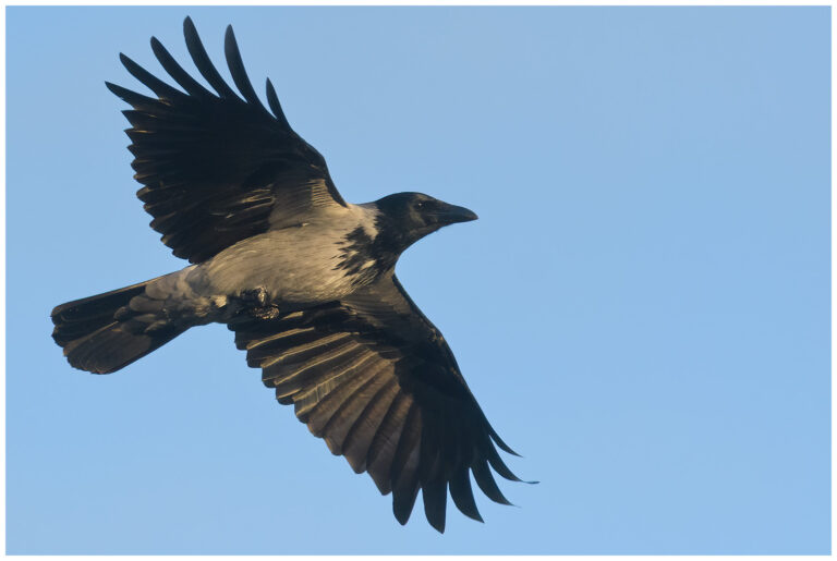 grakraka-carrion-crow