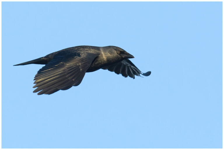 Kaja - Western Jackdaw kaja i morgonsol