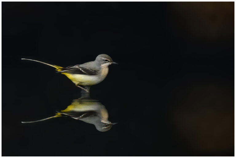 Några ärlor vid Odal