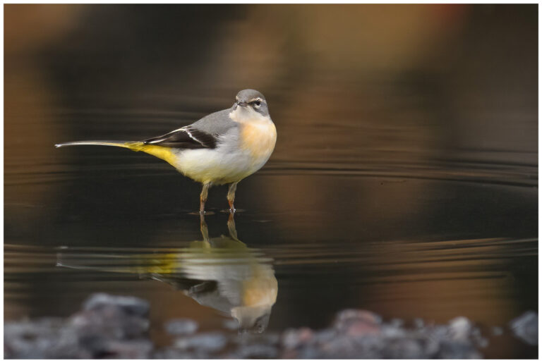Några ärlor vid Odal