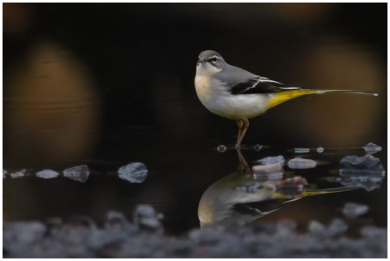 Forsärla - Grey Wagtail forsärla