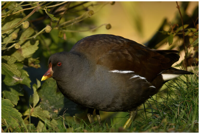 Rörhöna - Common Moorhen rörhöna på land