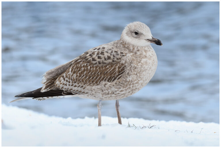 Gråtrut - Herring Gull gråtrut ungfågel