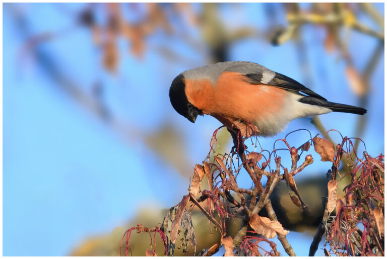 Kommunrally 2025 kommunrally 2025