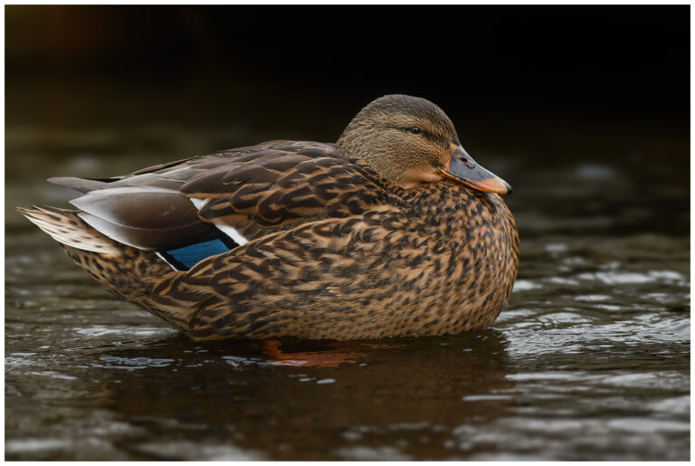 Gräsand - Mallard gräsand hona