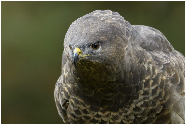 Ormvråk - Common Buzzard Common Buzzard