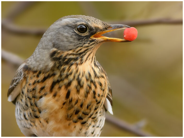 Björktrast - Fieldfare björktrast med ett rönnbär i näbben