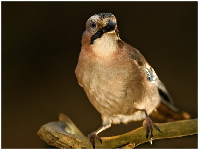 Fotodag i gömsle hos Fröstad Naturfoto