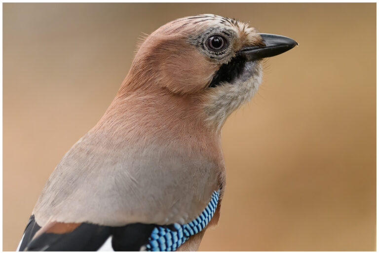Nötskrika - Eurasian Jay Eurasian Jay