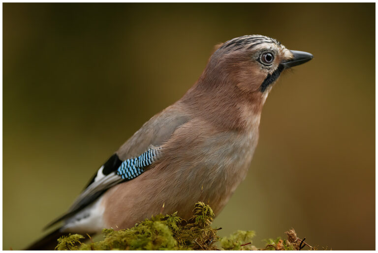 Nötskrika - Eurasian Jay Nötskrika - Garrulus glandarius