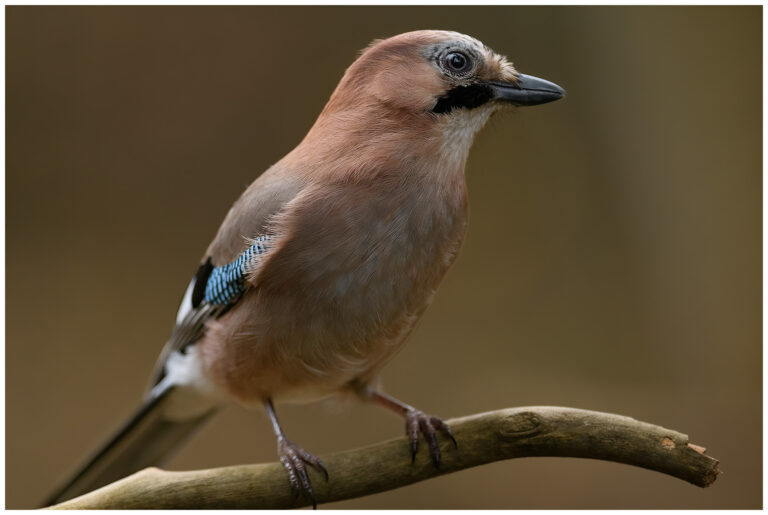Nötskrika - Eurasian Jay Nötskrika - Garrulus glandarius