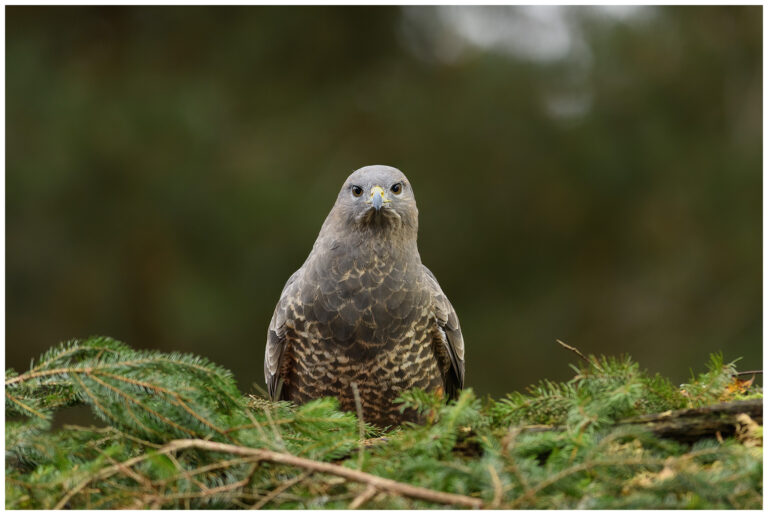 Fotodag i gömsle hos Fröstad Naturfoto