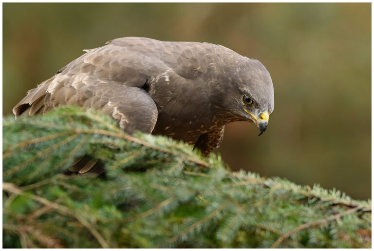 Ormvråk - Common Buzzard Buteo buteo
