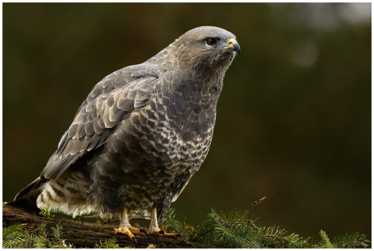 Ormvråk - Common Buzzard Common Buzzard