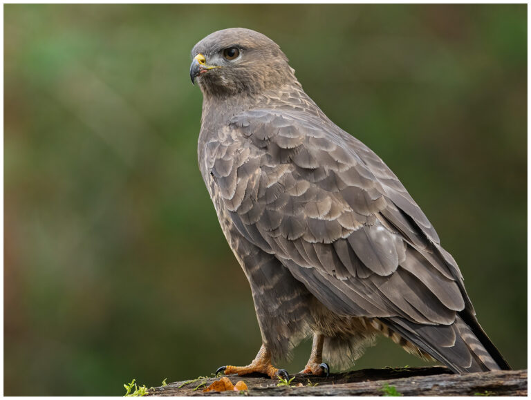 Ormvråk - Common Buzzard buteo buteo