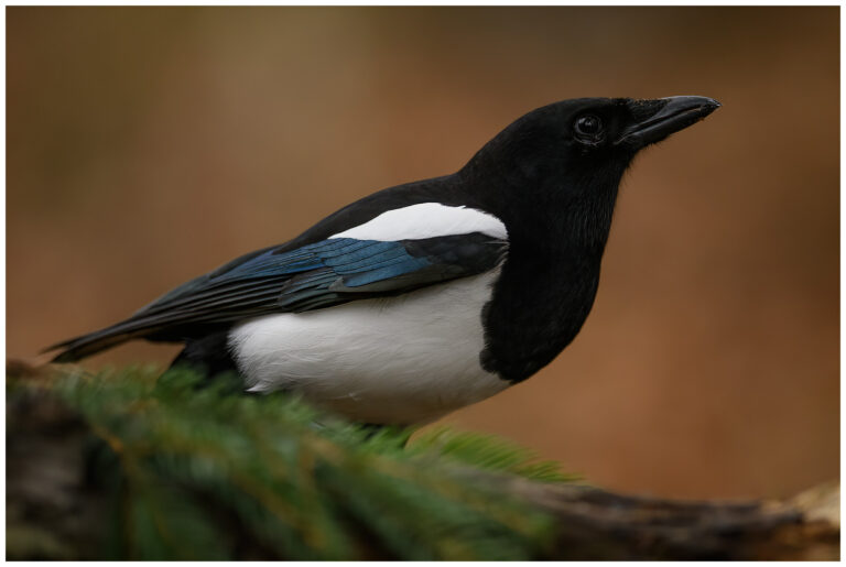 Gömsle utanför Mantorp en skata vid gömsle utanför Mantorp