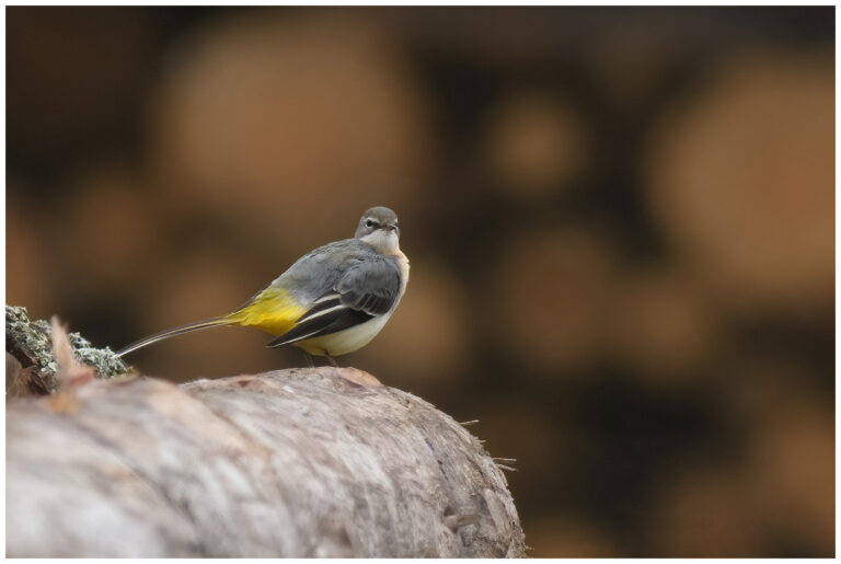 Några ärlor vid Odal