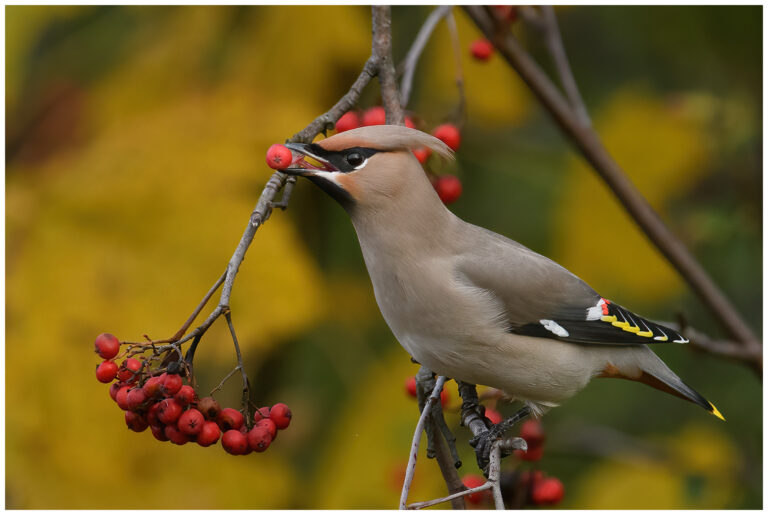 vacker fågel bland rönnbär