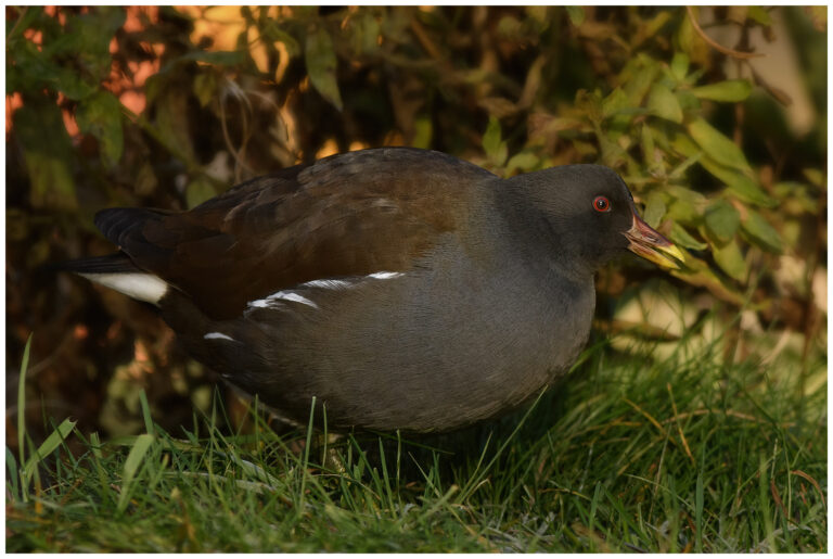 Rörhöna - Common Moorhen rörhöna