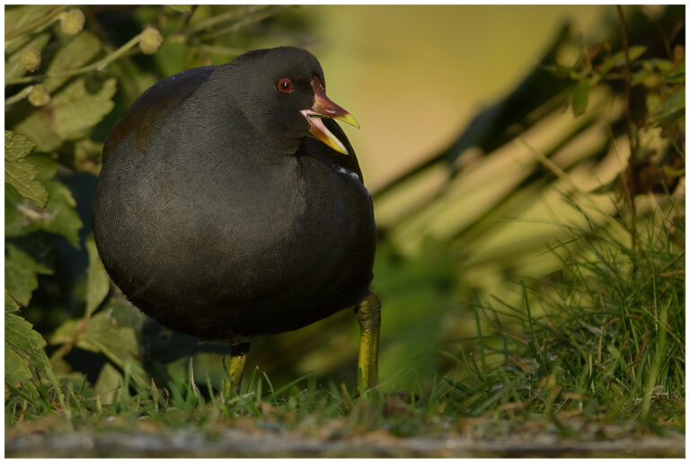 Rörhöna - Common Moorhen Rörhöna - Gallinula chloropus