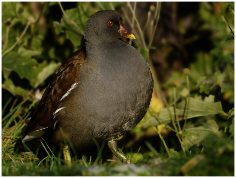 Kommunrally 2025 kommunrally 2025