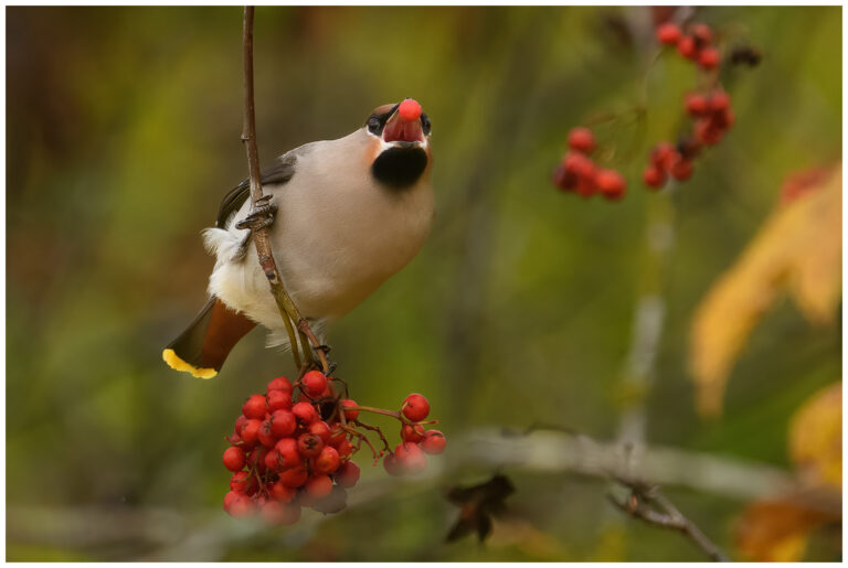 sidensvans bollar med ett rönnbär